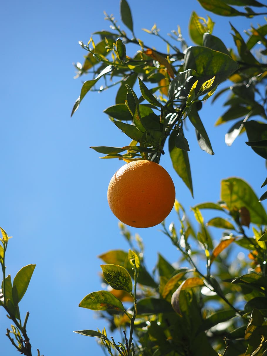 orange, fruit, orange tree, tree, periwinkle, citrus, diamond green, rutaceae, citrus tree, sweet orange