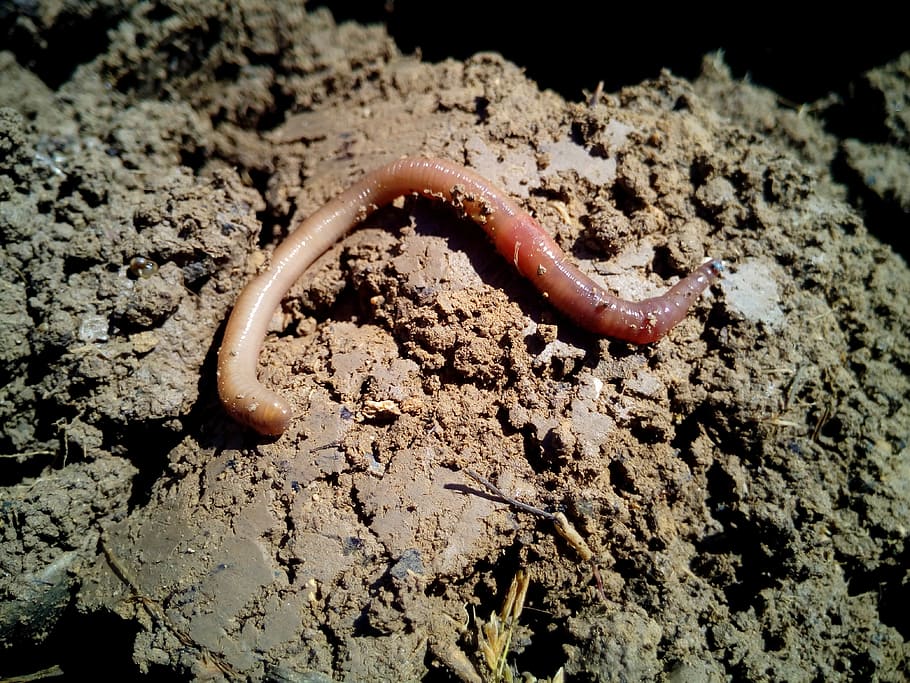 brown, ground, Worm, Worms, Earth, Vermiculture, agriculture, field, soil, rico