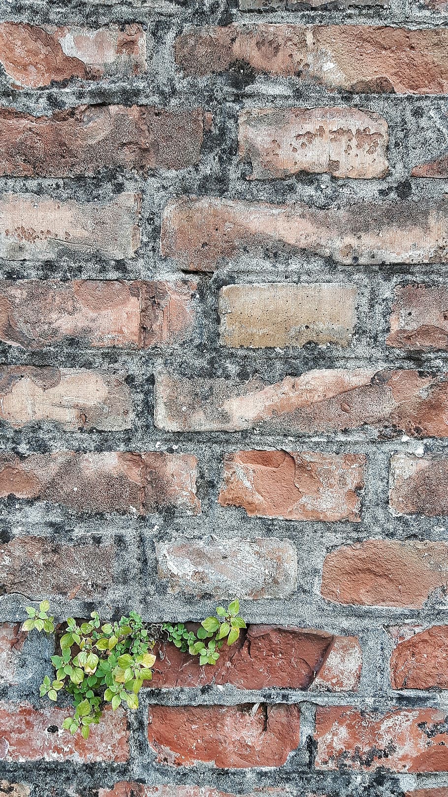 wall, color, texture, sassi, bricks, building, backgrounds, brick, brick wall, full frame