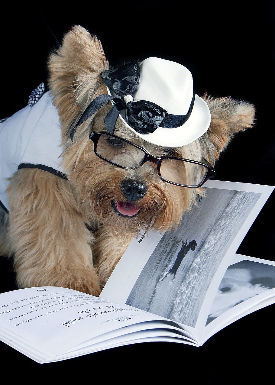 pet, reading, sunglasses, canine, dog, one animal, mammal, publication, domestic, pets