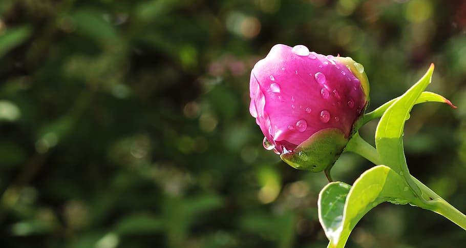 クローズアップ 写真 ピンク 花のつぼみ 露のしずく マイクロ ショット ピンクのバラ 牡丹 つぼみ Pxfuel