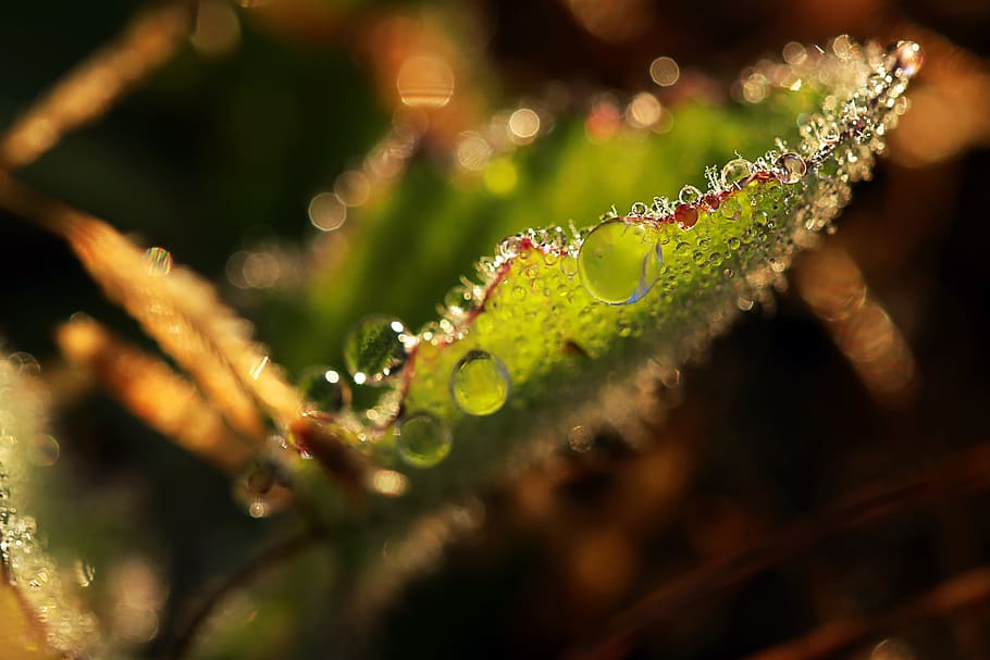 morning, early, blacklava, leaf, cold, sun, nature, macro, photography, goldenhour water