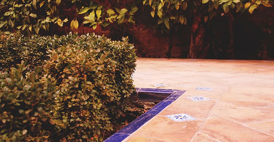 verde, com chumbo, planta, durante o dia, marrom, folha, próximo, concreto, piso, Alcázar de Sevilha