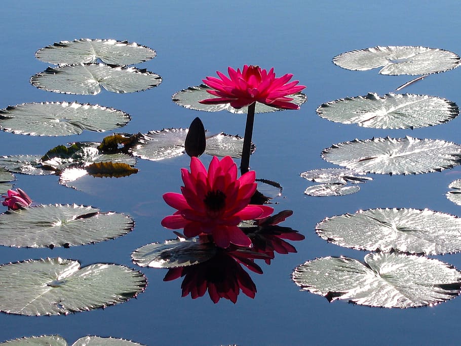 lilly pad, water garden, garden, lily, waterlily, flower, blossom, floral, lotus, natural