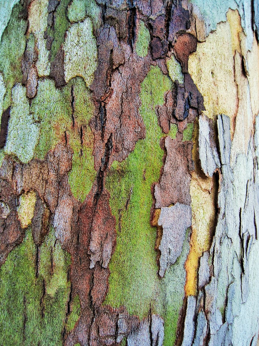 multicolored abstract painting, bark, patches, natural, organic, birch, environment, ecology, surface, backdrop