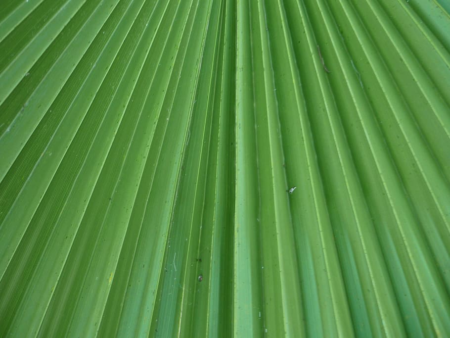 leaf, leaflets, palm tree, palma, washingtonia, radial, green, straight lines, converge, plant