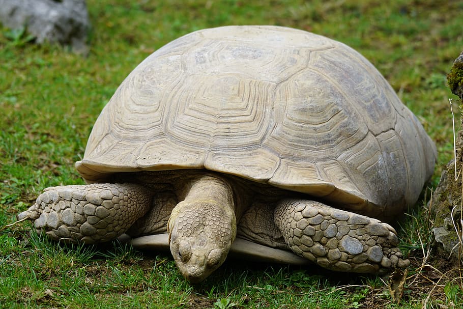 turtle, slowly, large, tortoise, reptile, animal themes, animal, animal wildlife, grass, one animal