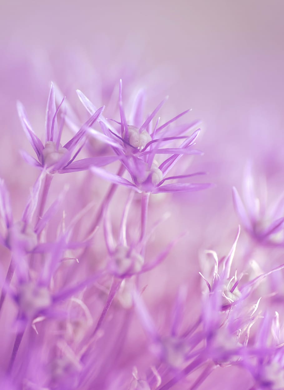 macro photography, purple, flowers, fairy, fairies, pink, girly, purple flower, macro, spring