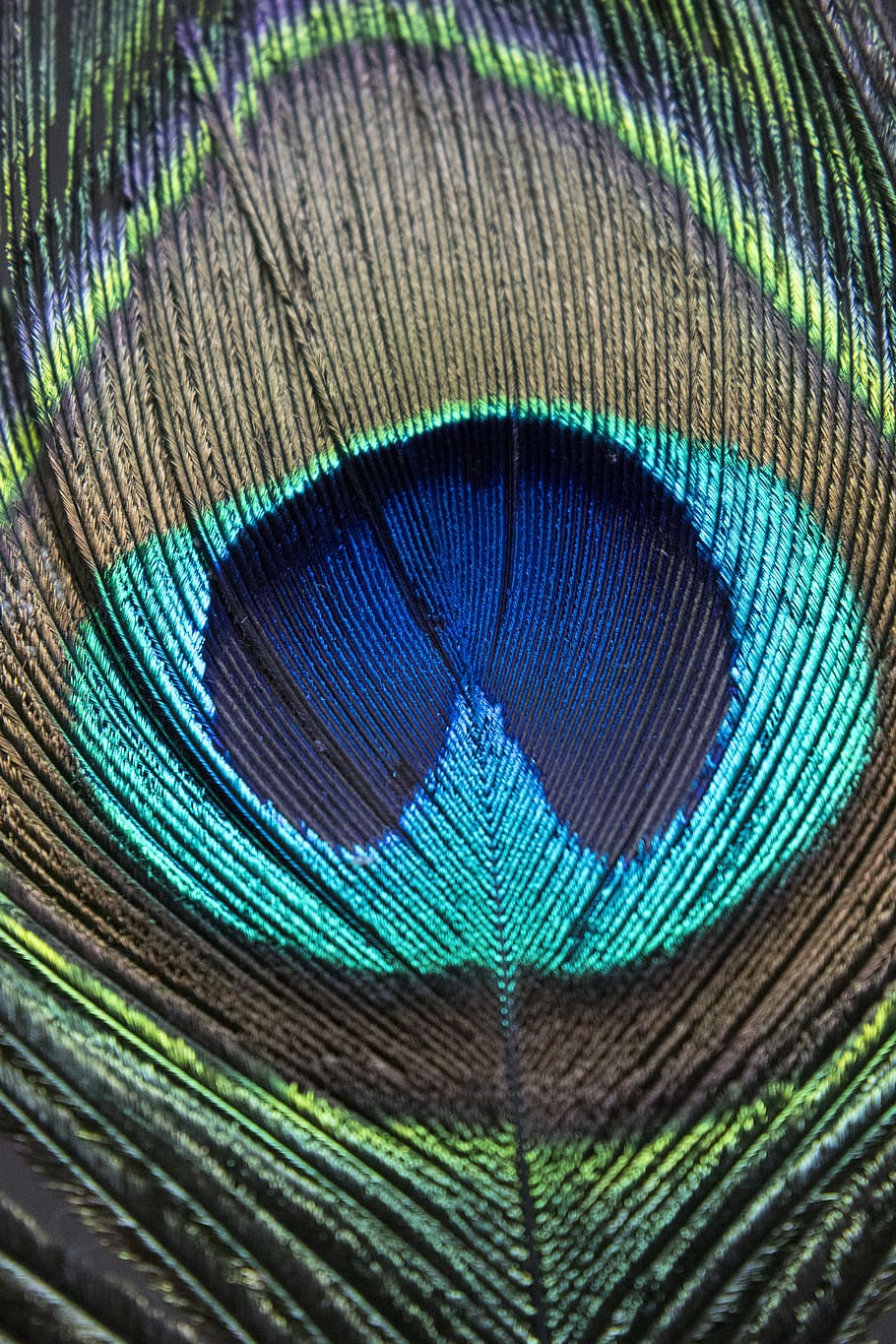 peacock, feather, macro, peacock feather, bird, blue, close-up, animal themes, multi colored, animal