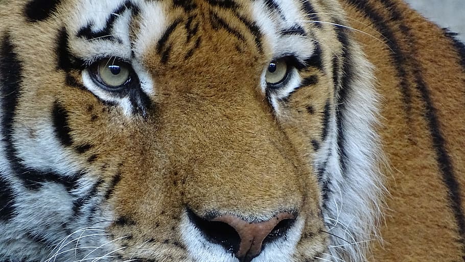 close, tiger face, close-up, tiger, animals, cat, amurtiger, siberian tiger, zoo, one animal