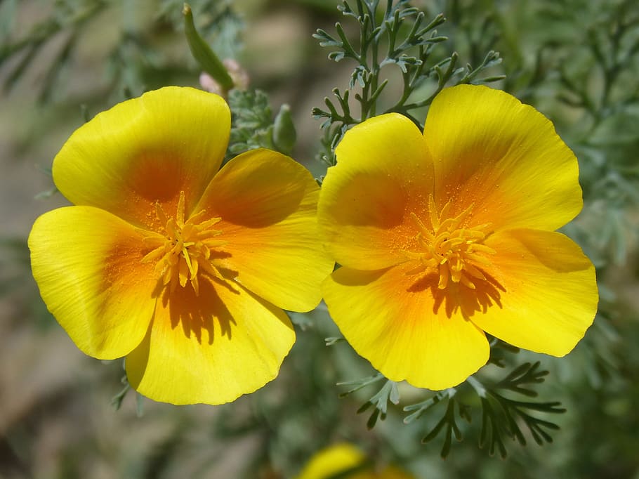 California Poppy, Poppy, Flowers, Couple, flowers, beauty, yellow poppy, eschscholzia californica, flower, yellow, plant