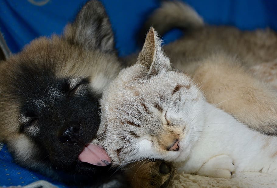 미국 아키타 강아지, 은, 얼룩 무늬가, 고양이, 개 고양이, 강아지 새끼 고양이, 공모, 포옹, 낮잠, 수면