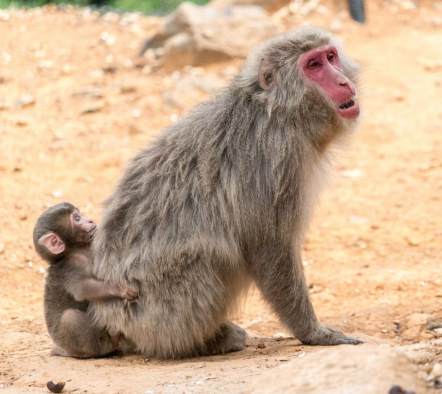 wildlife photography, gray, primate, arashiyama, japan, monkey park, monkeys, mother, baby, kyoto