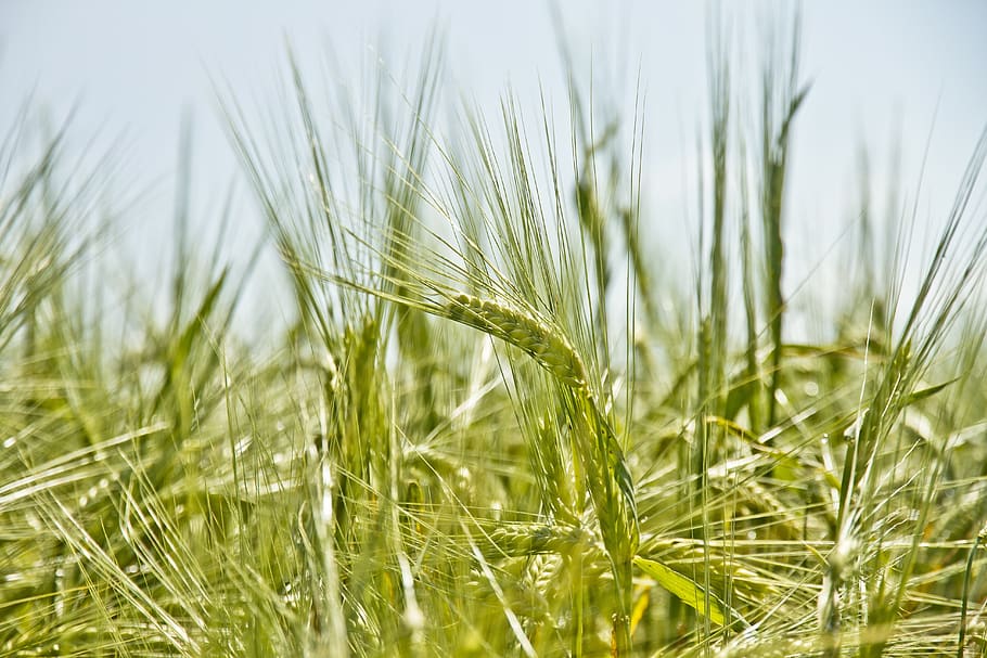 green, plants, wheat, nature, plant, agriculture, crop, land, field, growth