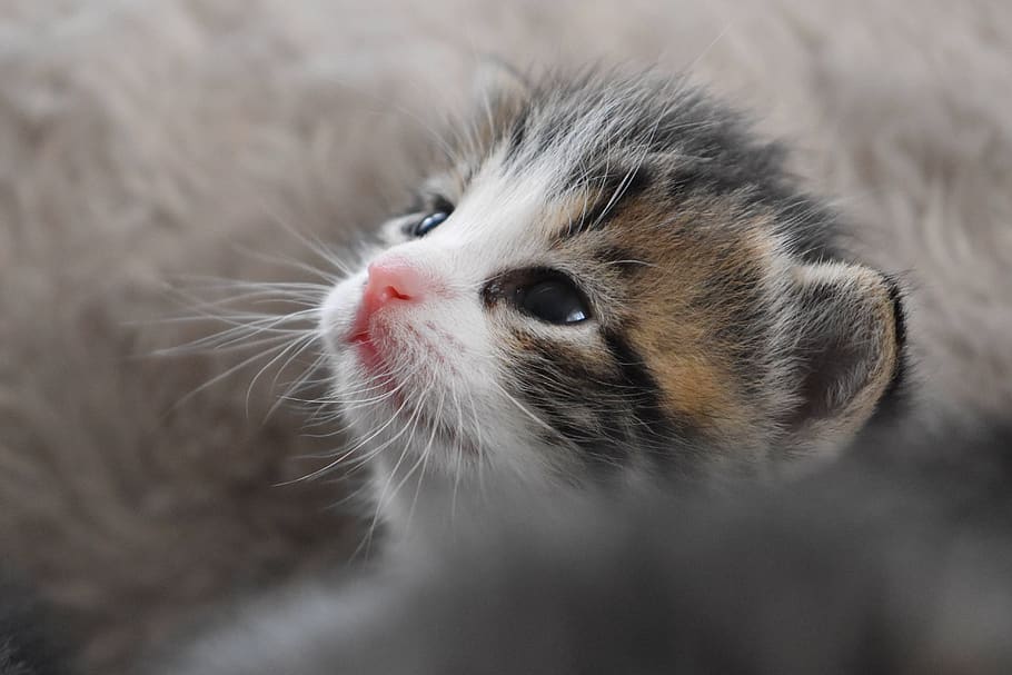 cat baby, kitten, cat, domestic cat, mieze, baby cat, cute, sweet, cat portrait, animal themes