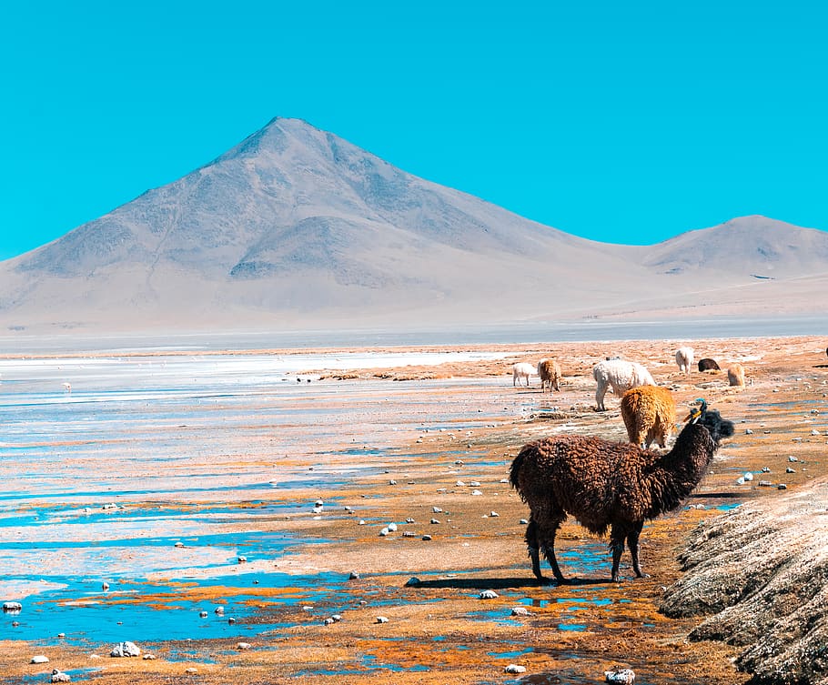 bolivia, llamas, south america, paisaje, landscape, mammal, domestic animals, animal themes, animal, mountain