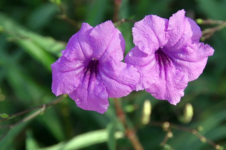 petunia, ruellia simplex, petunia mexicana, violeta, arrugada, pétalos,  flores, plantas, planta floreciendo, flor | Pxfuel