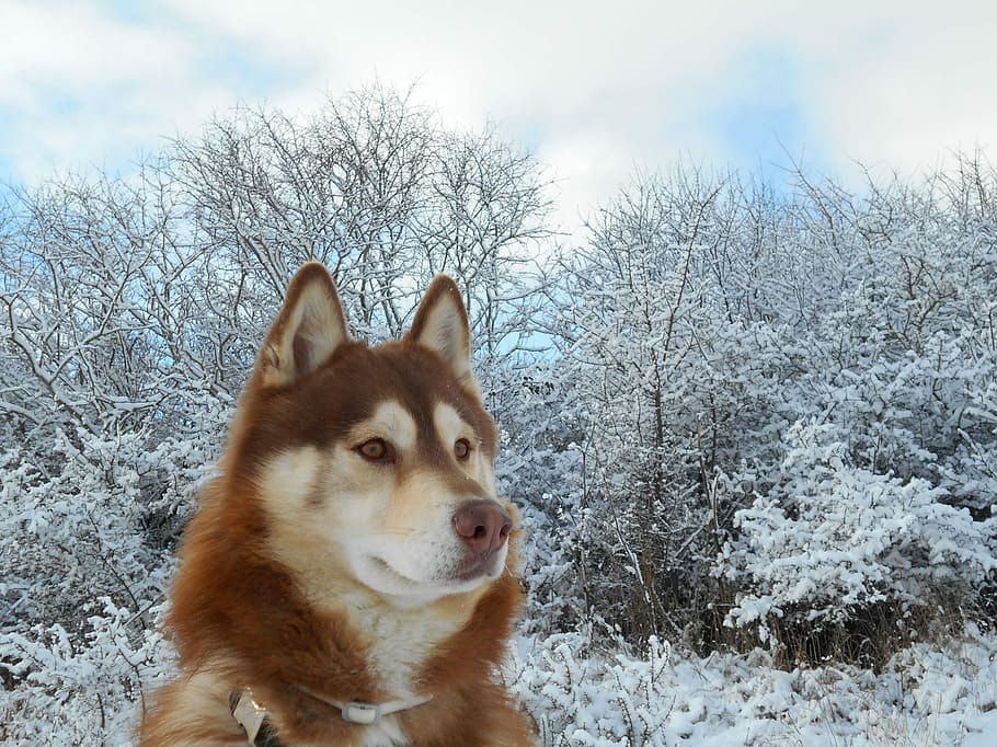 copper alaskan malamute, snow field, daytime, Copper, Alaskan Malamute, siberian husky, dog, pet, animal, mammals