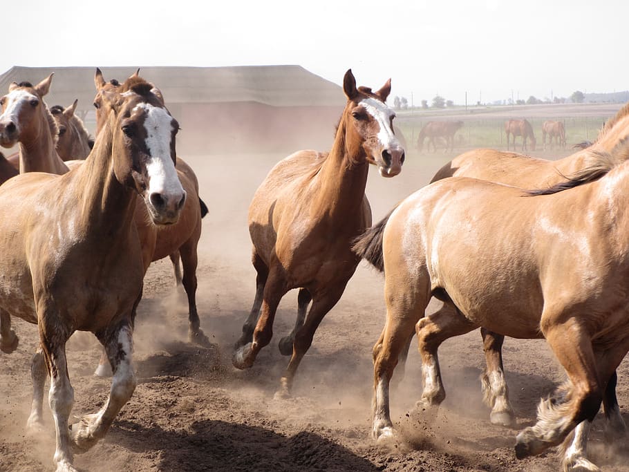 cavalos, argentina, gaúcho, rancho, animais, debandada, animais domésticos, animal, gado, grupo de animais