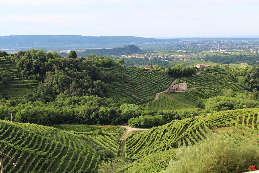 aerial, mountain, plants, italy, treviso, hills, veneto, wine, vineyard, field