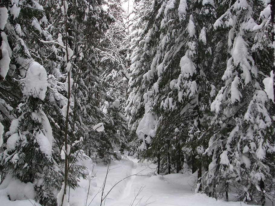 冬 森 トレイル ウォーキング 冬の森 雪 風景 自然 木 ロシア Pxfuel