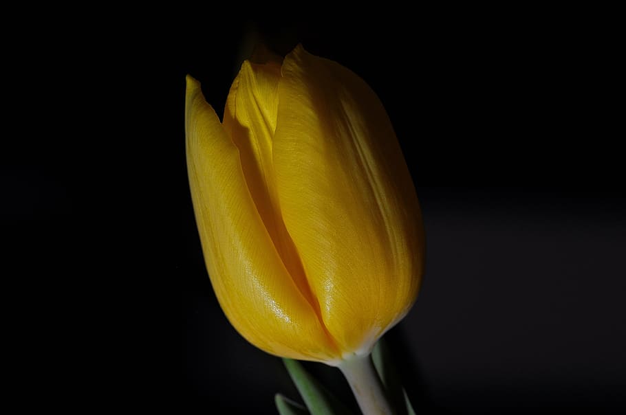 tulipa, flor, planta, fechado, amarelo, fechar, fundo preto, tiro do estúdio, frescura, planta de florescência