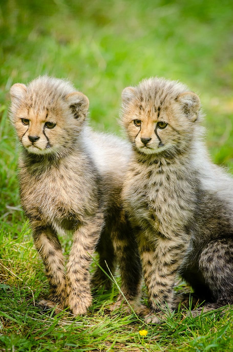 dua bayi cheetah, cheetah, anaknya, dua, bersama-sama, kucing besar, afrika, liar, alam, karnivora