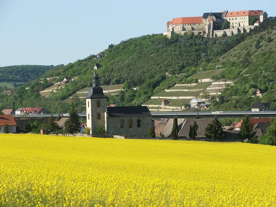Schloss, Neuenburg, Freyburg, Spring, schloss neuenburg, saale unstrut, saxony-anhalt, yellow, agriculture, crop