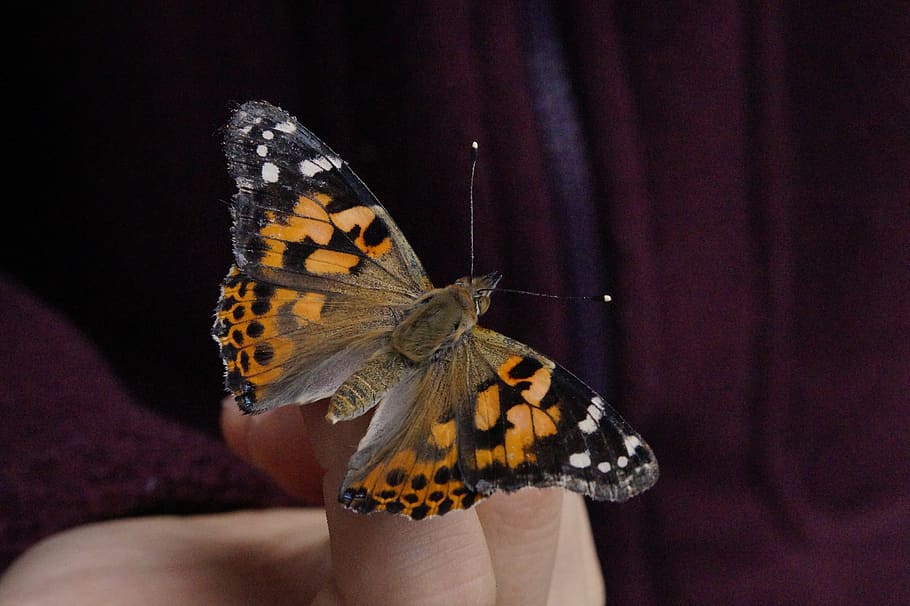 butterfly, vanessa cardui, close up, edelfalter, insect, summer, animal, fauna, butterflies, wing