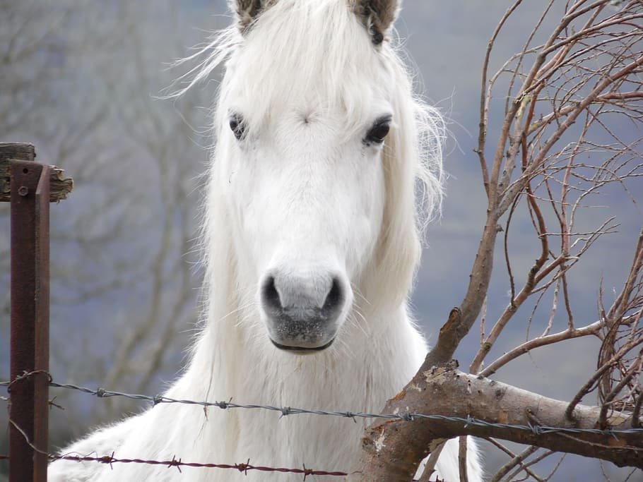 horse, barbwire fence duing, daytime, barbwire, fence, pony, animal, head, stallion, breed