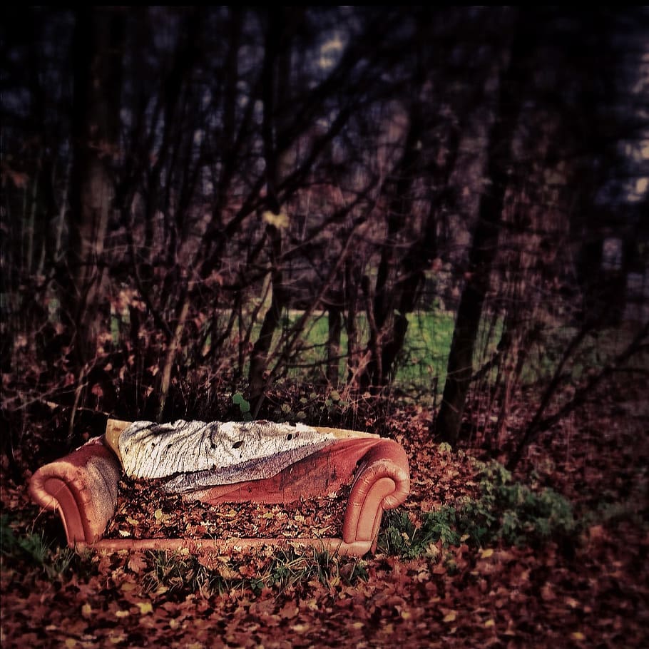brown, leather sofa, surrounded, trees, withered, leaves, red couch, weathered, couch, sofa