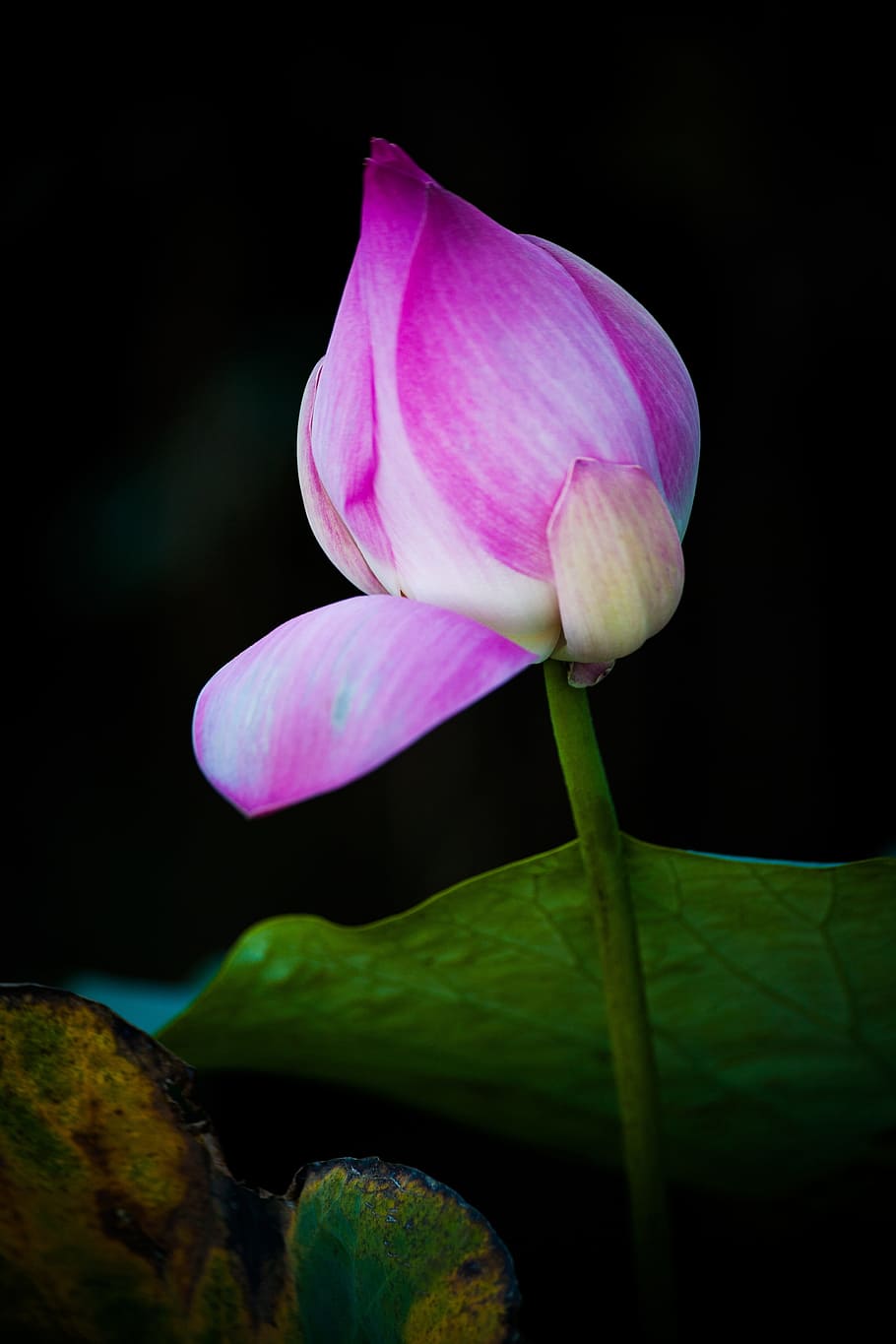 蓮 花 ベトナム ベトナム芸術 自然 開花植物 脆弱性 自然の美しさ もろさ 植物 Pxfuel