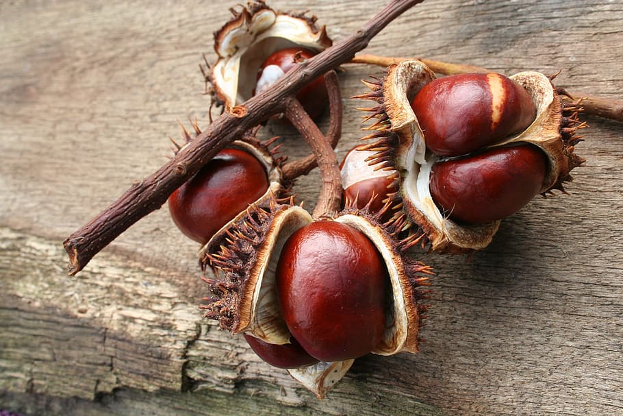 chestnut, autumn, leaves, open, ordinary rosskastanie, spur, brown, buckeye, chestnut leaves, food