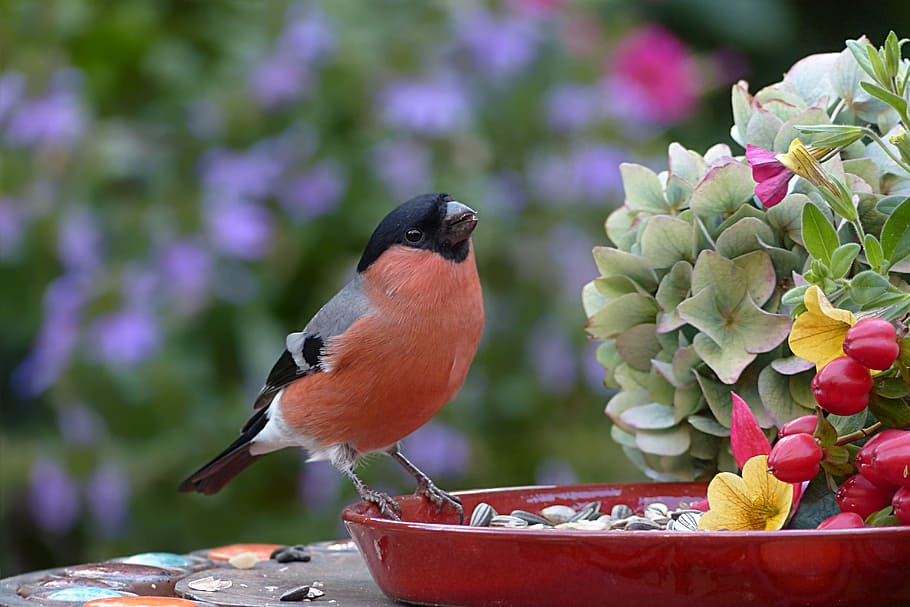 orange, gray, bird, red, plant pot, animal, bullfinch, male, pyrrhula, hungry