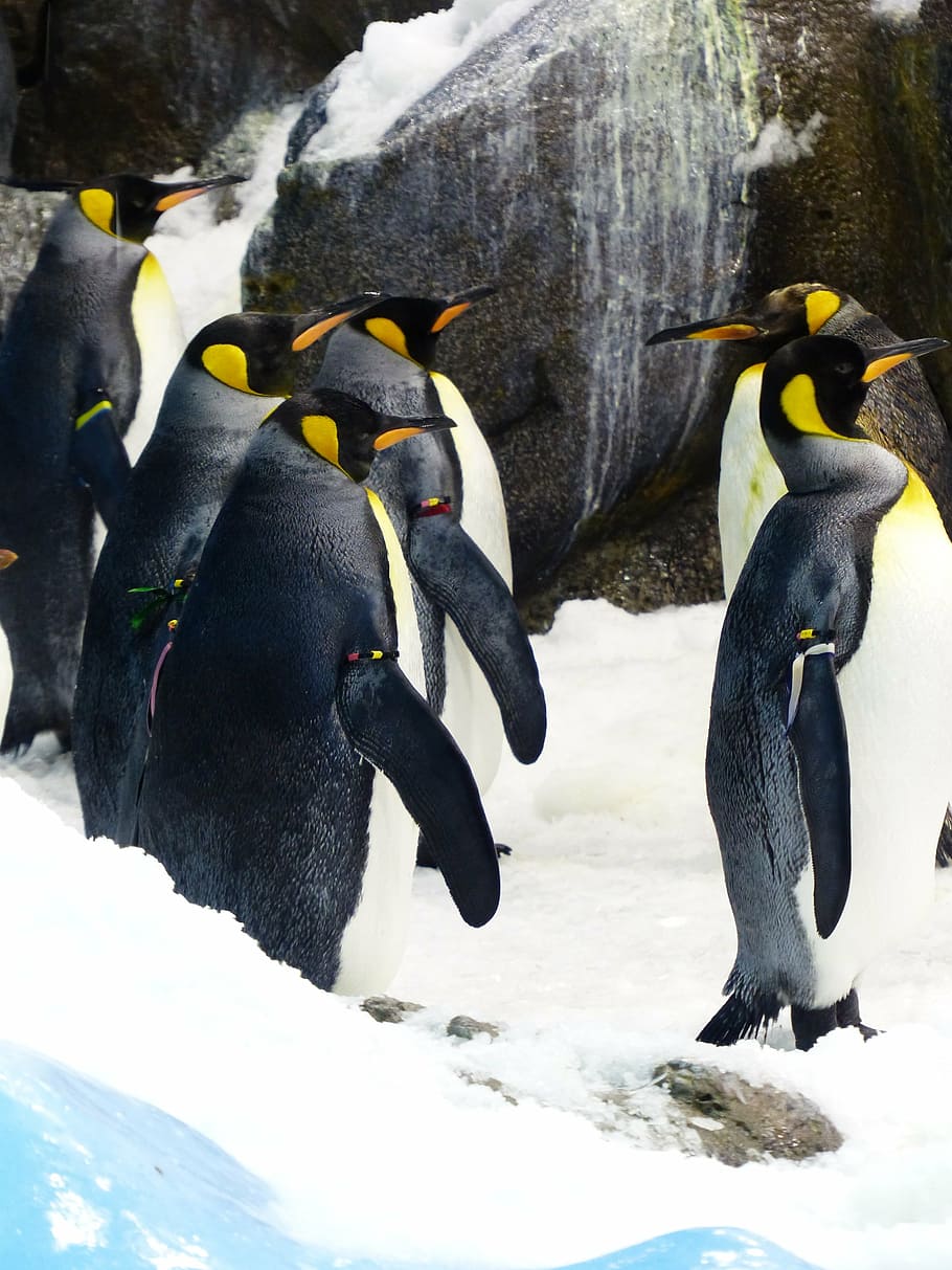 king penguins, penguins, aptenodytes patagonicus, spheniscidae, big penguin, aptenodytes, penguin, antarctica, snow, nature