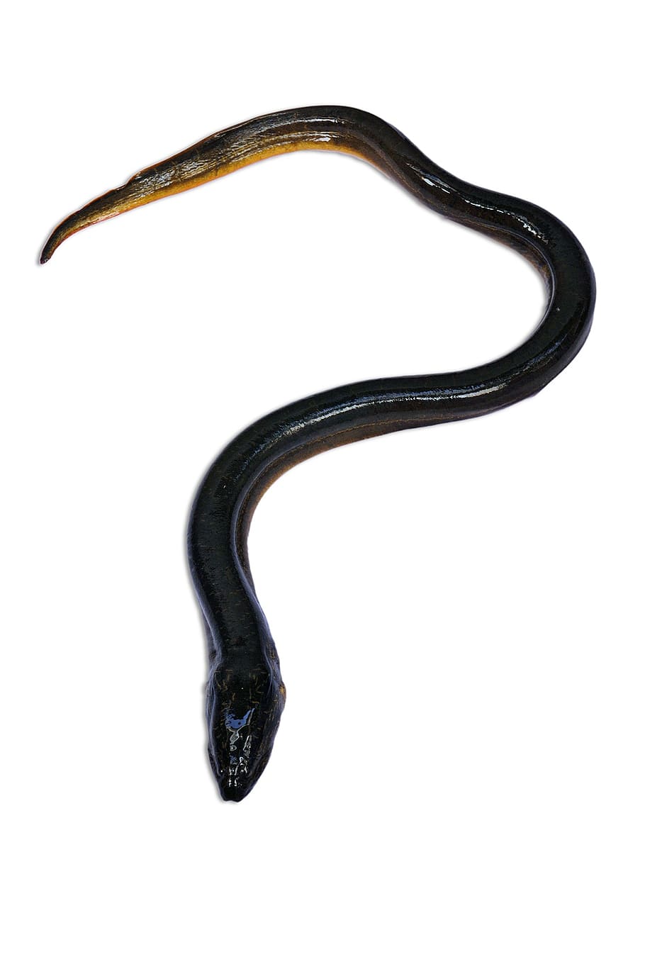 black snake, eel, fish, fresh water, animals, studio shot, white background, indoors, single object, cut out