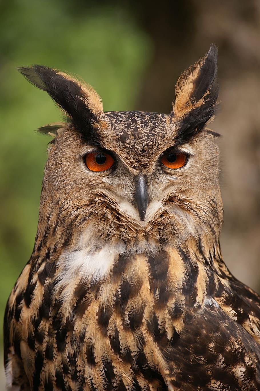 closeup, photography, great-horned owl, owl, bird, animal, tawny owl, nocturnal, falconry, close