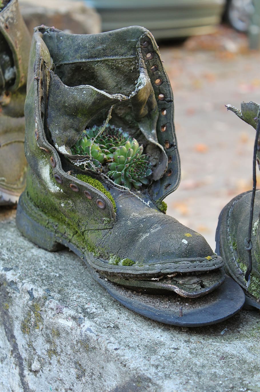botas, bota de bundeswehr, sapato, sola, quebrado, velho, decadência, transitório, recipiente de planta, plantado