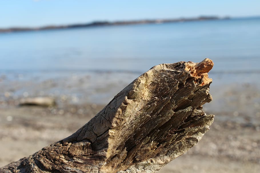 playa, mar báltico, madera de deriva, mar, naturaleza, arena, costa, centrarse en primer plano, día, sin gente