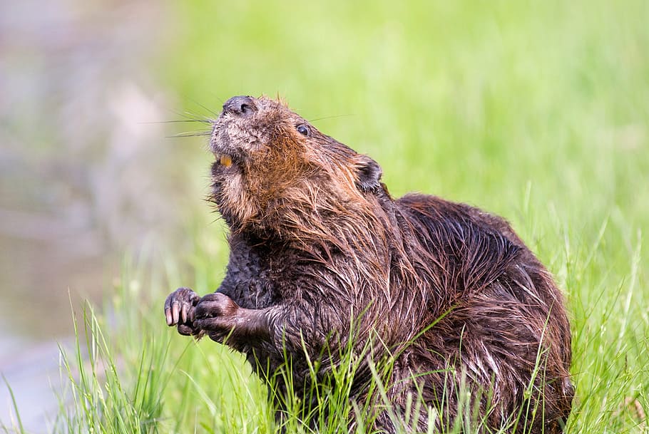 brown, rodent, green, grass, daytime, beaver, pond, wildlife, aquatic, cute