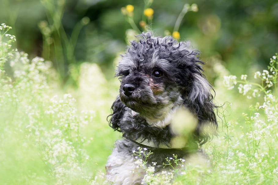 ミニチュアプードル プードル 犬 緑 自然 かわいい 小さい 夏 1匹の動物 ペット Pxfuel