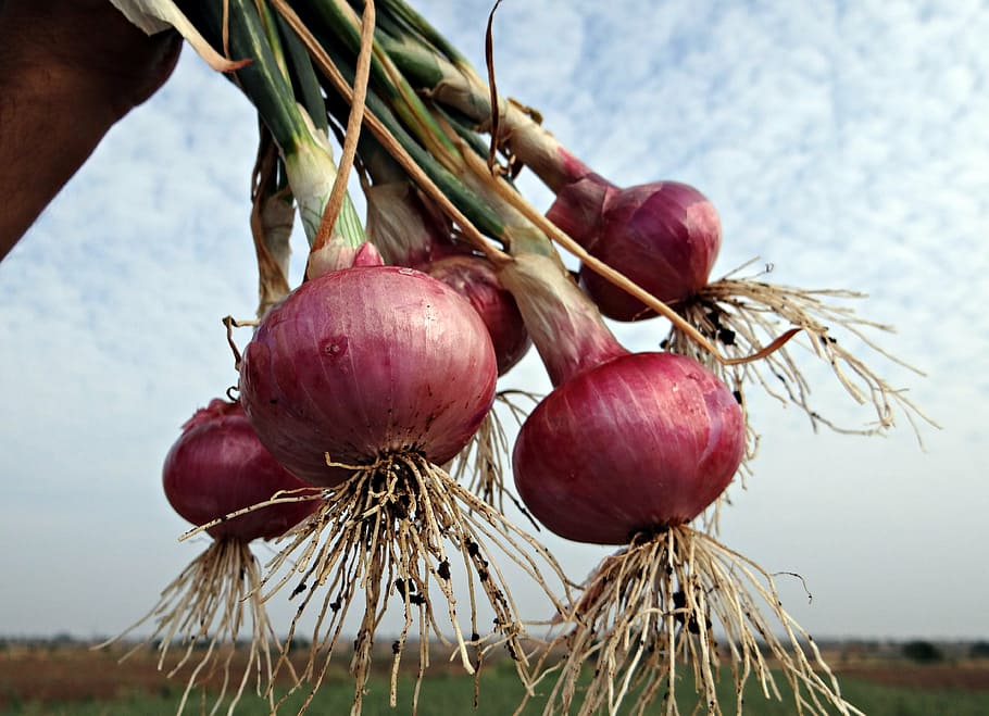 onions, fresh, harvested, vegetable, onion bulbs, india, food and drink, food, healthy eating, freshness