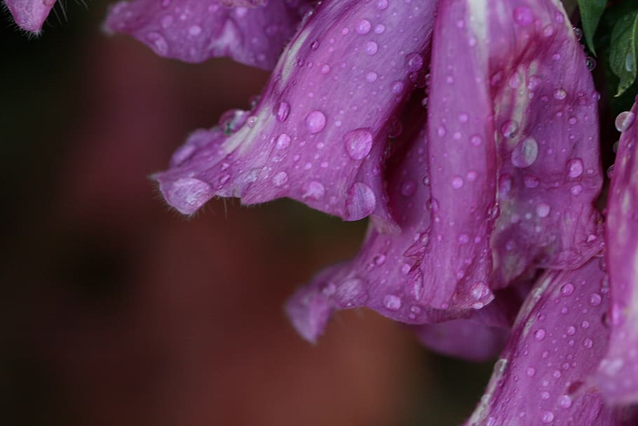 bunga, ungu, hujan, tetes, basah, makro, musim semi, kelopak, mekar, liar