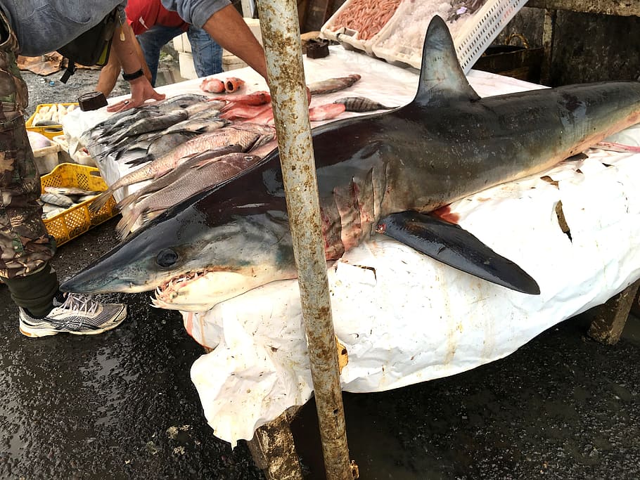ハイ サメ 魚 港 販売スタンド モロッコ エッサウィラ 脊椎動物 食品 シーフード Pxfuel