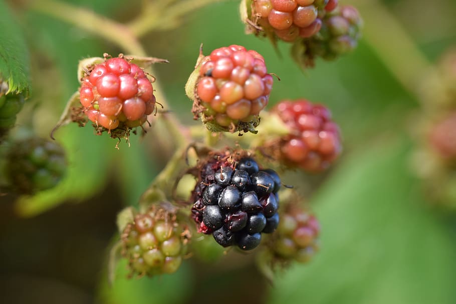 blackberries, macro, n, plant, fruit, berries, delicious, bush, close, bramble