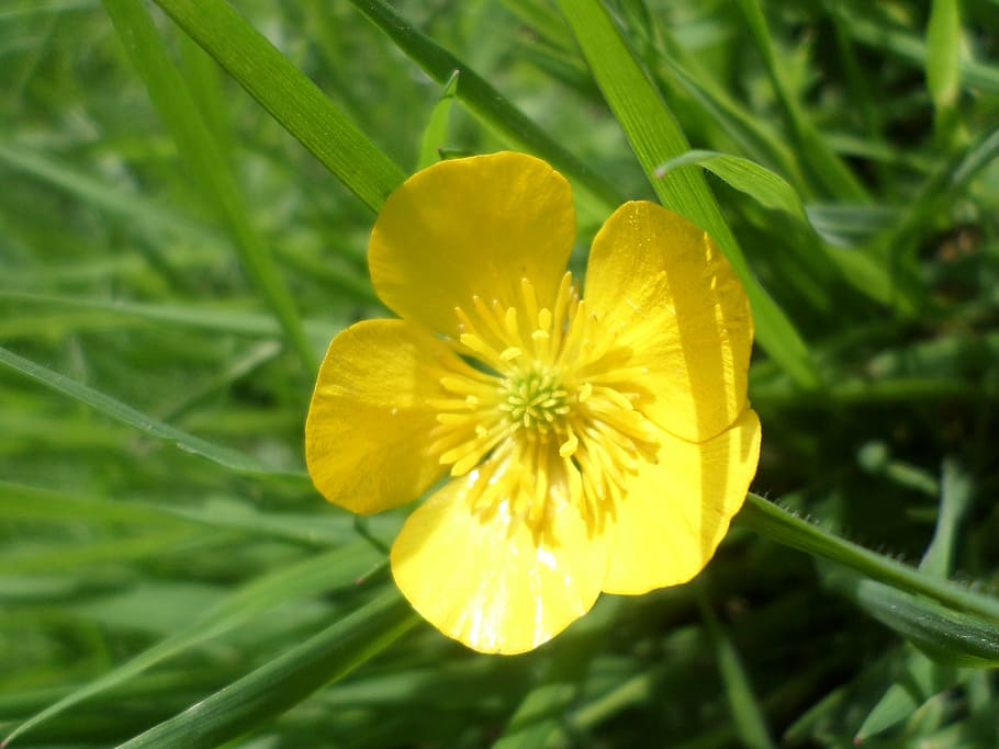 buttercup, yellow, meadow, flower, plant, flowering plant, freshness, beauty in nature, growth, vulnerability