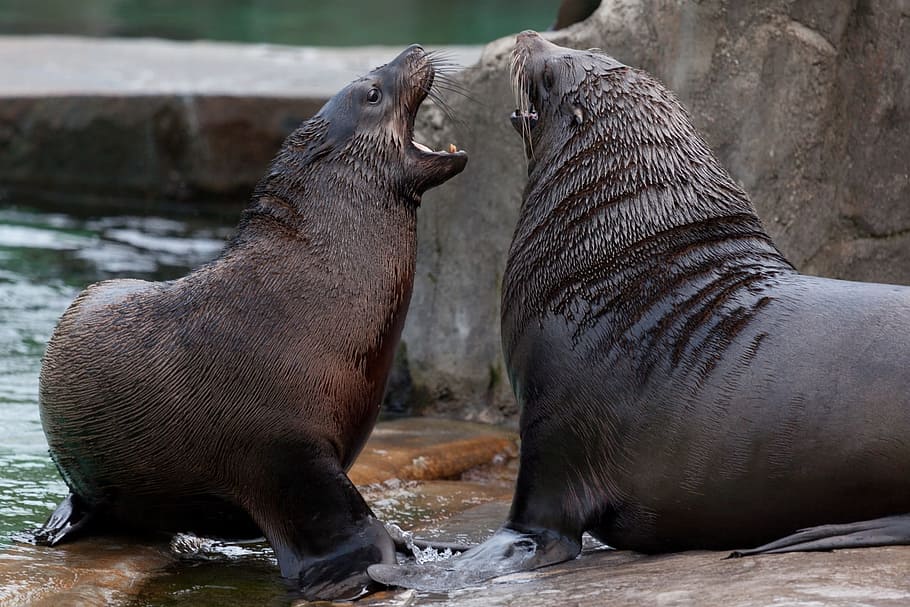 two, sealions, fighting, body, water, Angry, Animal, Animals, Fight, Sea Lion