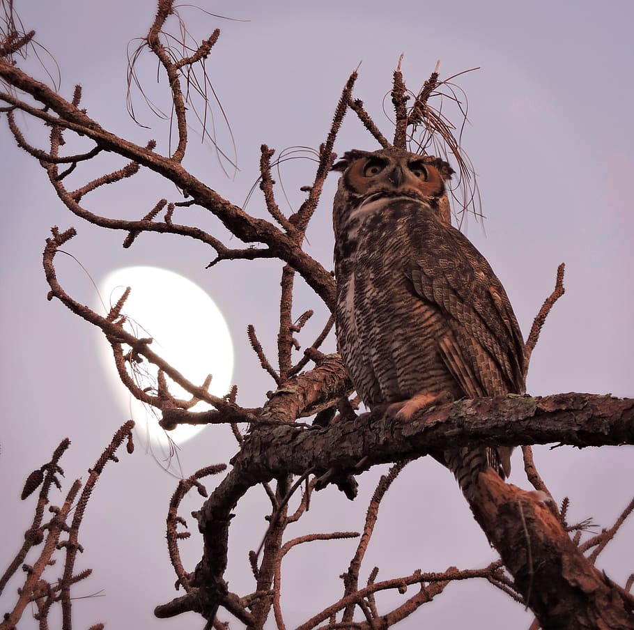 great horned owl, great horned owls, owls, owl, nature, raptor, wildlife,  predator, bird, outdoors | Pxfuel