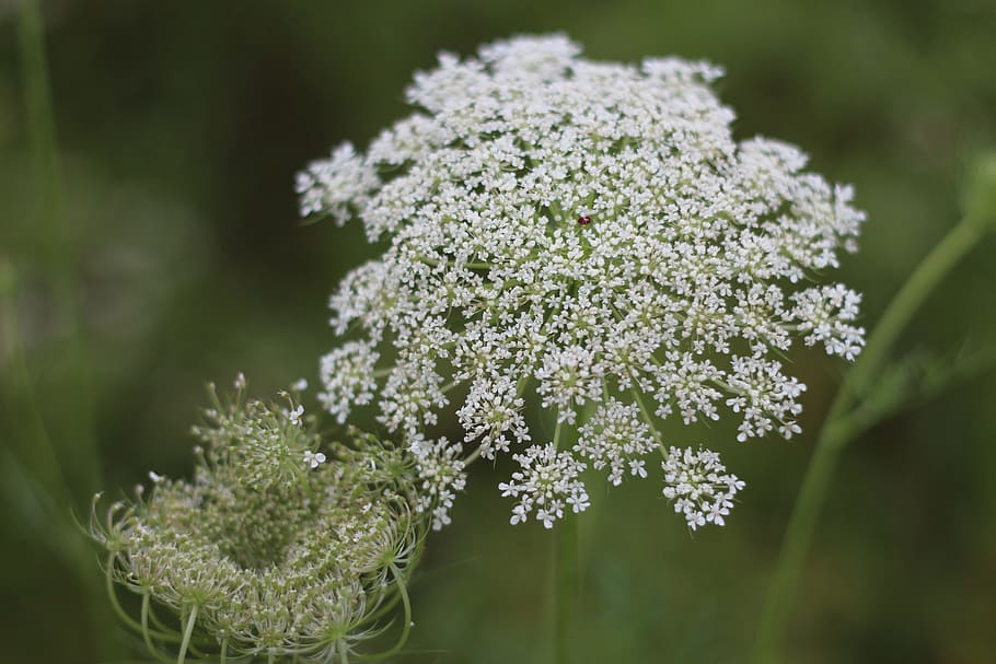 wild fennel, wild carrot, princess anne's lace, dream, wild flowers, fresh, plant, beauty in nature, flower, freshness