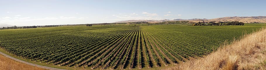 Marlborough wine region